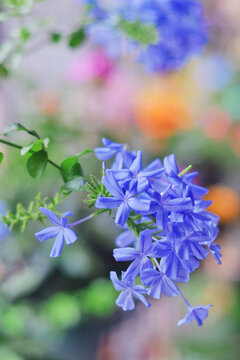 蓝雪花