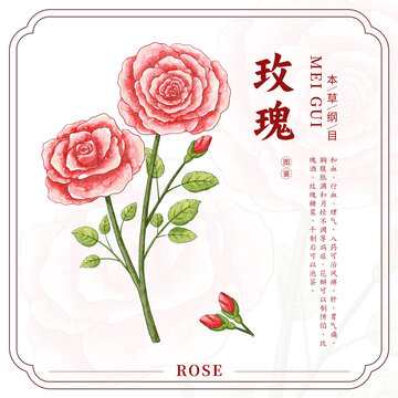 玫瑰