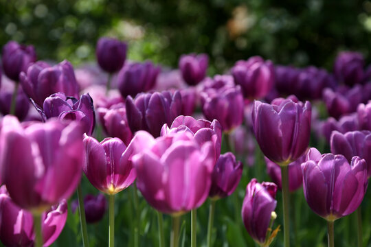 紫色郁金香花海绽放