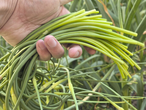 蔬菜滴蒜苔