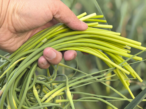 提蒜苔农活