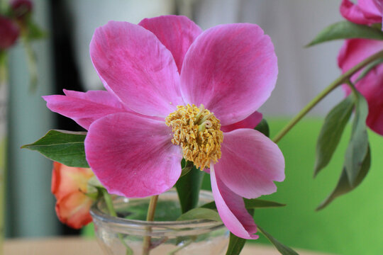 芍药