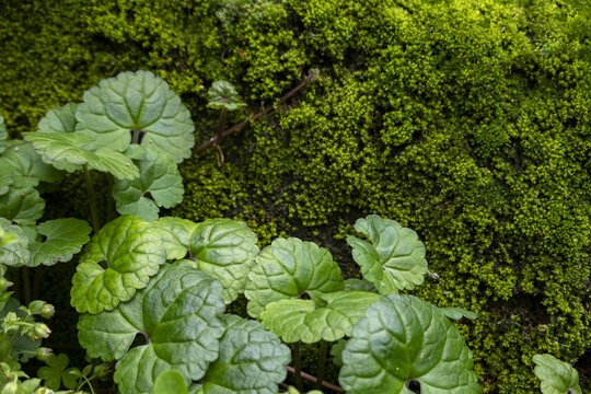 苔藓与绿叶