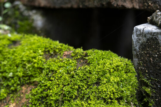 苔藓特写