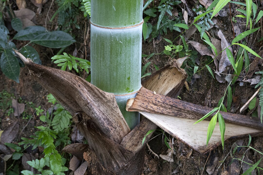 破土而出的鲜嫩绿竹