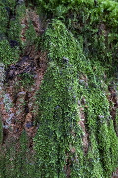 翠绿苔藓特写