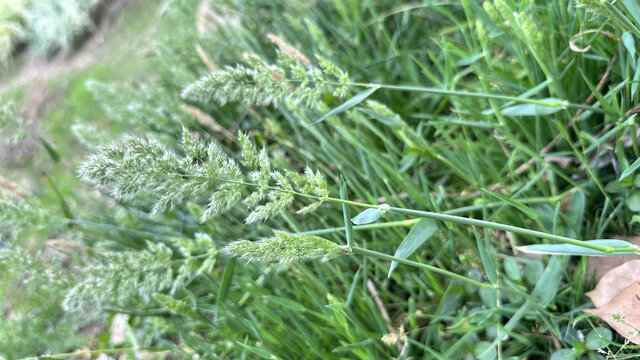 棒头草