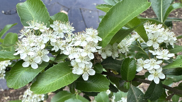 洁白繁花簇拥的绿叶枝头