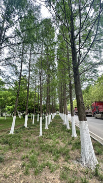 道路旁整齐的树木景观