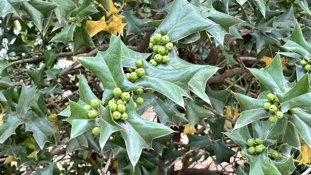 带青果的尖叶冬青植物