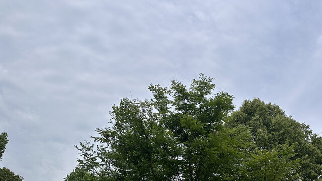 绿树与多云的天空景致