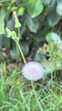 清新草地上的蒲公英特写