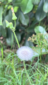清新绽放的淡紫色蒲公英