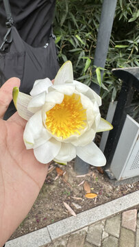 手持白色莲花
