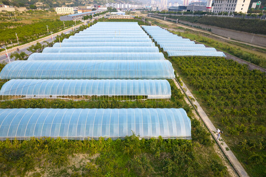 红枣研究基地