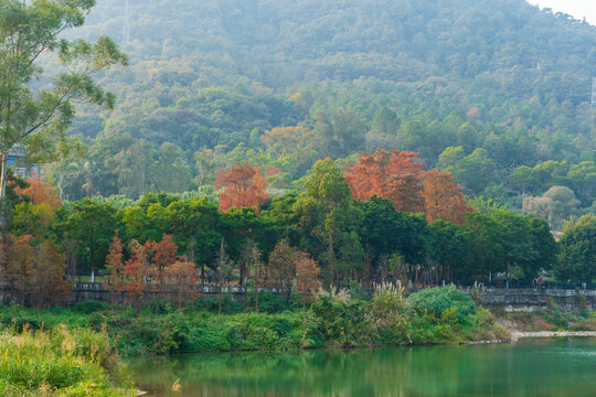 福州森林公园湖畔多彩山林秋景