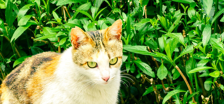 路边的流浪猫