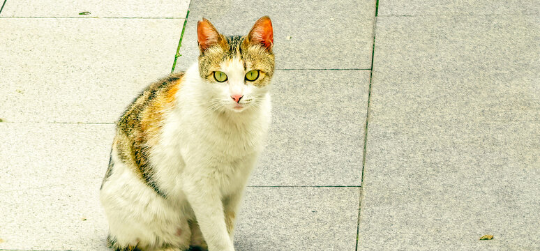 路边的流浪猫