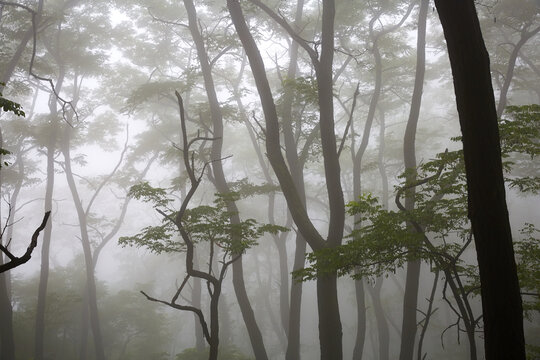 迷雾和小雨中的泰山森林