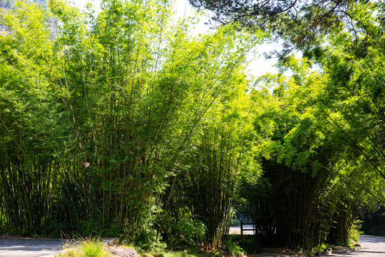 葱郁竹林自然风光景致