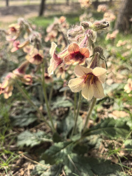 酒壶花