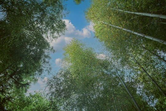 竹林