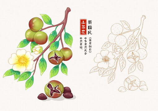 山茶花插画