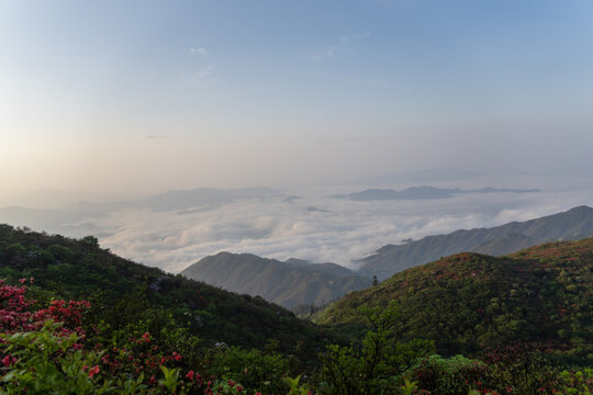 浏阳大围山的梦幻云海与杜鹃花海