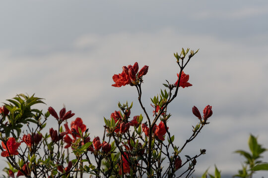 浏阳大围山的梦幻云海与杜鹃花海