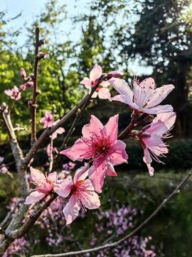 桃花