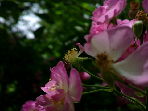 花蕊