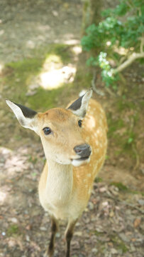 日本小鹿