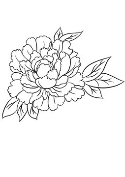 手绘线描盛开牡丹花图案