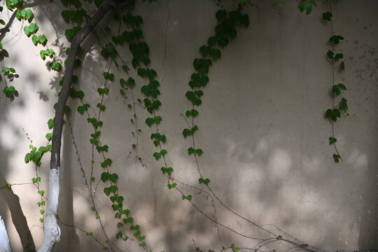 绿植墙