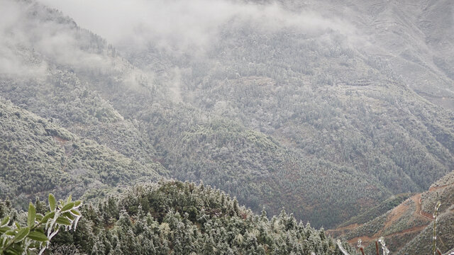 雾霭山林银霜覆树之景