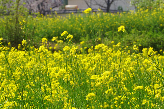 油菜花海春日油菜花黄