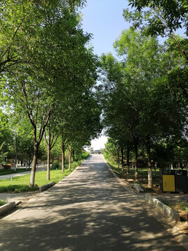 宁静林荫道路