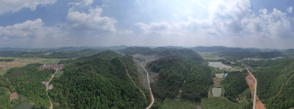 蓝莓基地