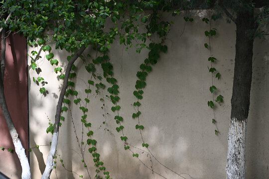 植物墙