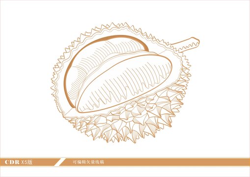 手绘剥开的榴莲矢量图