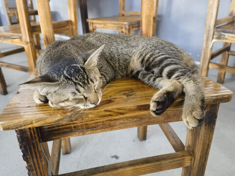 猫