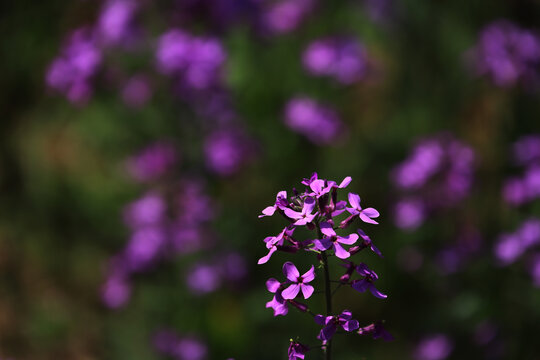 紫色油菜花海