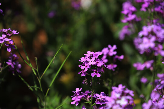 紫色油菜花