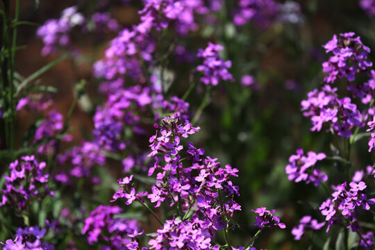 紫色油菜花开花