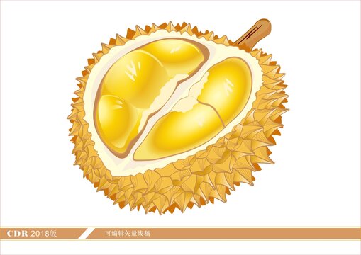 榴莲矢量插画