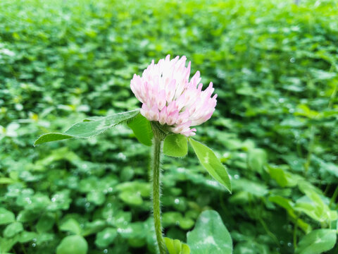 红车轴草