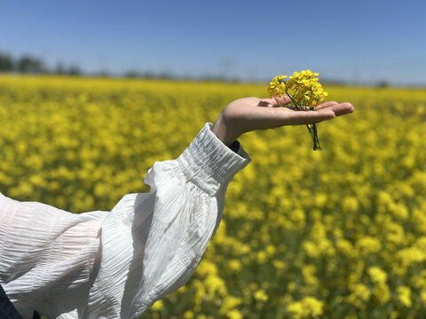 油菜花