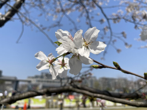 白色的樱花树