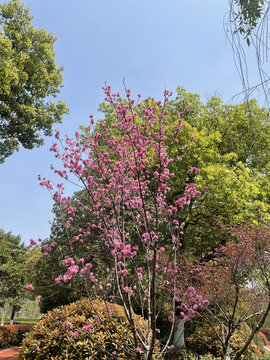 红花檵木
