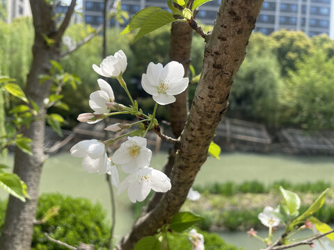 白色樱花